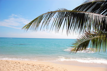 Palm tree seen on tropical beach
