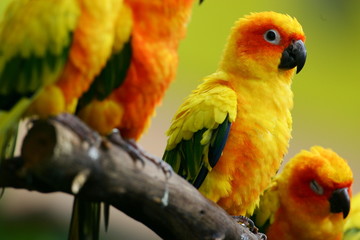 Sun Conures