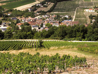 Vineyards in the loire valley france.