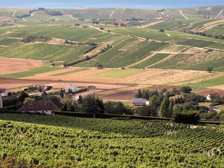 Fototapeta na wymiar Vineyards in the loire valley france.