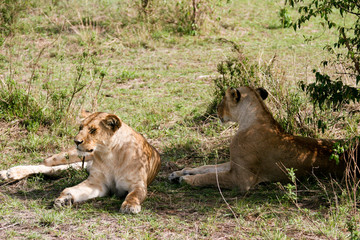 couple of lions