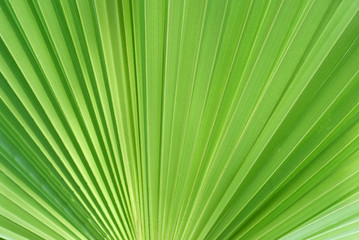 Obraz premium nature background green palm leaf
