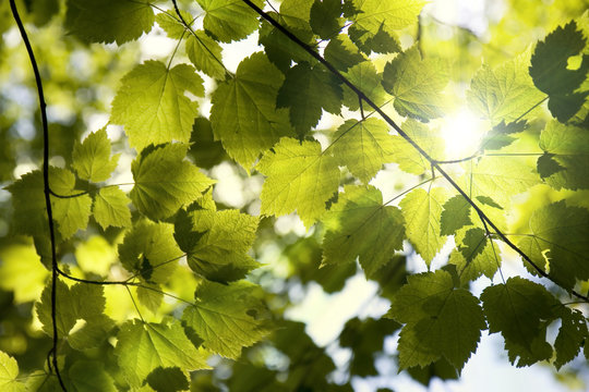 Sunlight filtering through a canopy of young maple leaves