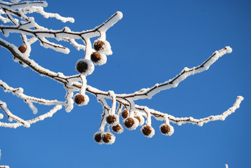 Close up part of tree with snow and fruit with blue sky 