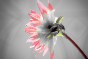 FLOR