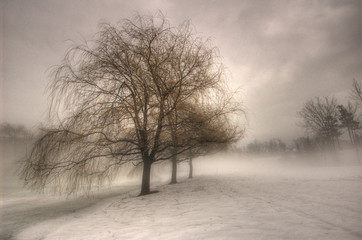 Trois arbres tristes !