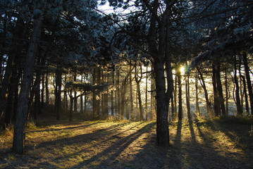Forest with back light shining through 