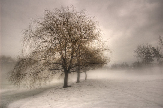 Fototapeta Trois arbres tristes !