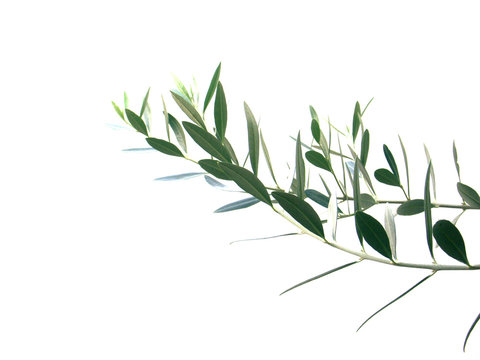 Rameau Bilder Durchsuchen 5,417 Archivfotos, und