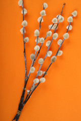 Twigs of willow with catkins on a orange background