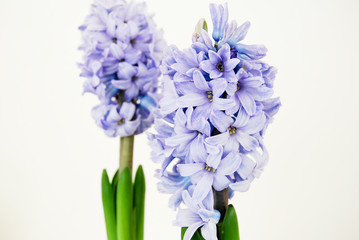 Two purple hyacinths