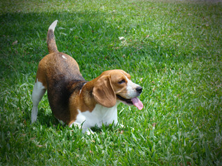 happy beagle
