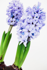 Two purple hyacinths diagonal