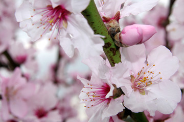 Mandelblüten