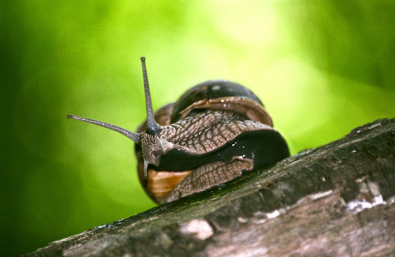 Lumaca