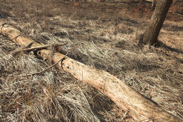 Fototapeta premium forest , trees in autumn in the countryside in denmark.