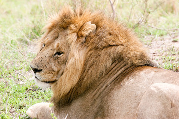 lion sleeping in the wild