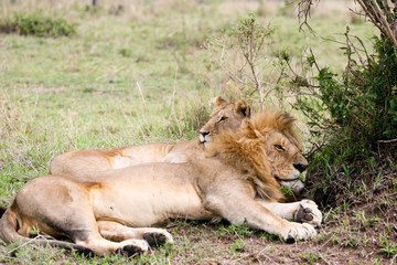 lions resting in the bush