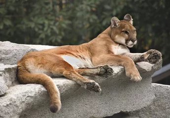 Tragetasche Amerika Cougar Mountain Lion ruht auf Felsen © Bill Perry