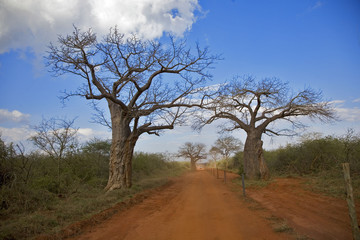 Fototapeta na wymiar Kenia: Tsavo parc