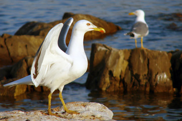 Fototapeta premium Gabbiano pronto a decollo