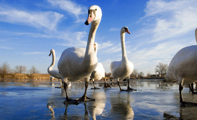 swans