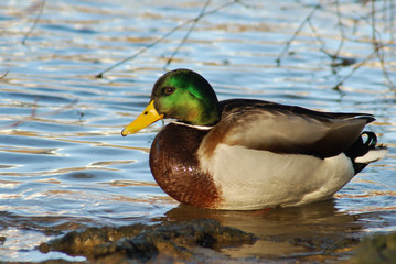 canard colvert