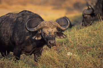 Cape buffalo. Photographed in Zimbabwe, Africa