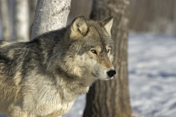 Gray wolf portrait. Telephoto shot taken in Northern MInnesota
