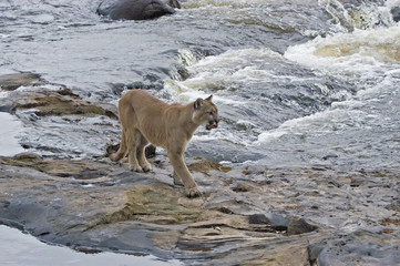 Cougar in Northern Minnesota river. Telephoto lens © outdoorsman