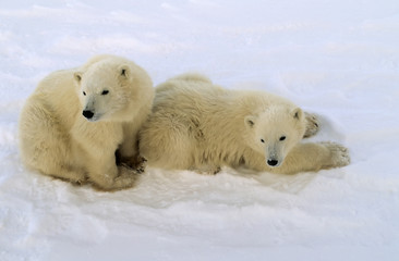 Fototapeta na wymiar Nied¼wied¼ polarny Yankees z roku na tundra w kanadyjskiej Arktyce