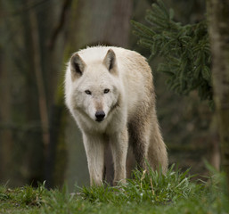 White Wolf Staring at the Crowd