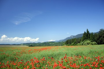 field under mountains western Tatry Europe