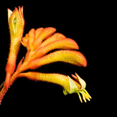Kangaroo Paw, native Australian plant