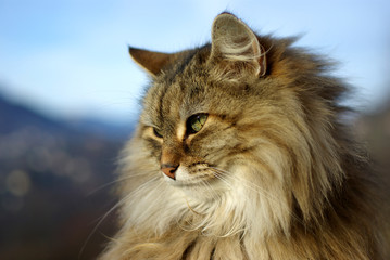Chat des montagnes