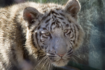 Royal White Bengal Tiger Cub Portrait Head Shot