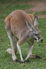 Naklejka na ściany i meble red Kangaroo