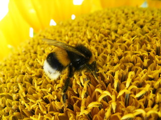 Bumblebee Bombus Terrestris  on sunflower