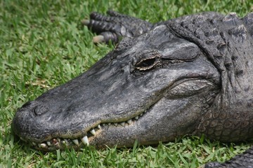 Alligator smile