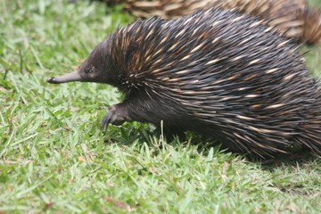 Echidna