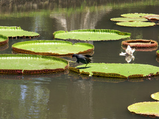 bassin aux nénuphars géants