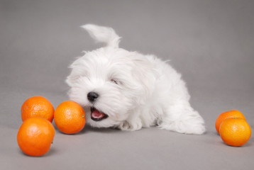 Maltese dog puppy portrait with oranges