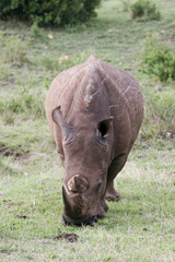 Obraz premium rhino in the bush