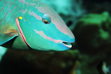 A Stop light Parrotfish in the Caribbean Sea