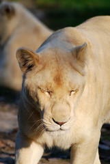 Naklejka premium lionne