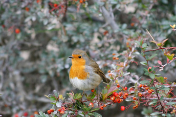 A robin (red-throat bird) sitting on a branch