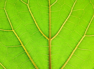 Leaf of a plant on light with a deciduous ornament