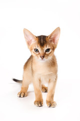 Abyssinian kitten on white background