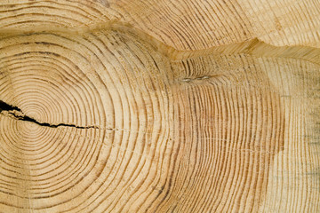 Naklejka premium Structure of a tree. 