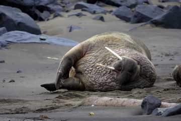 A walrus up in the Arctic Circle on Svalbard